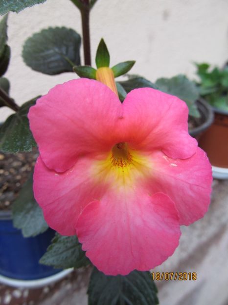 Peach Cascade - ACHIMENES 2020 - VANZARI HIBRIZI