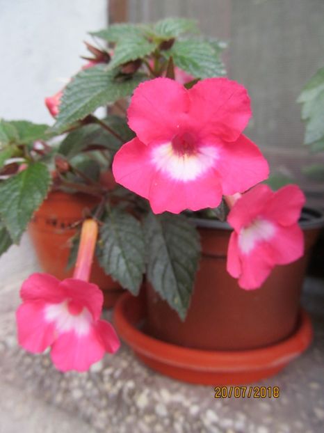  - ACHIMENES 2020 - VANZARI HIBRIZI