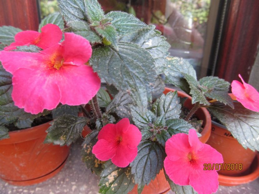  - ACHIMENES 2020 - VANZARI HIBRIZI