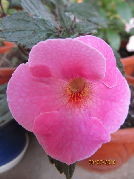 Konrad  Michelsson - ACHIMENES 2020 - VANZARI HIBRIZI