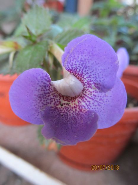 Blue Huricane - ACHIMENES 2020 - VANZARI HIBRIZI