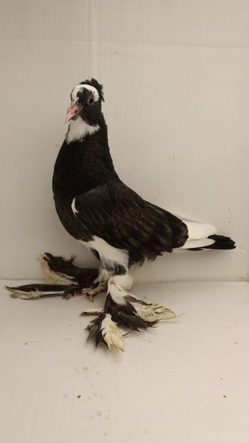 pui 2018 - Por tapalagosi