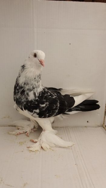 pui 2018 - Por tapalagosi