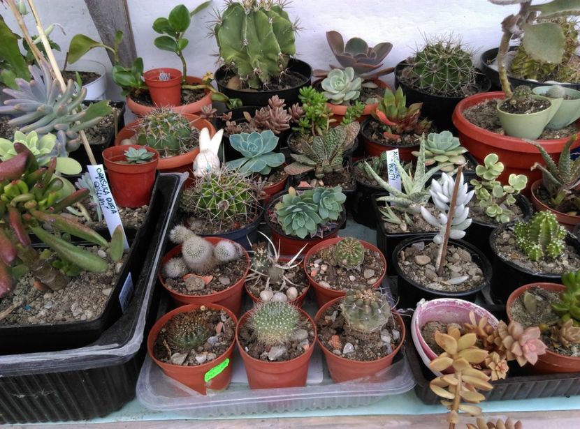  - plantele mele de la serviciu 2014 2018