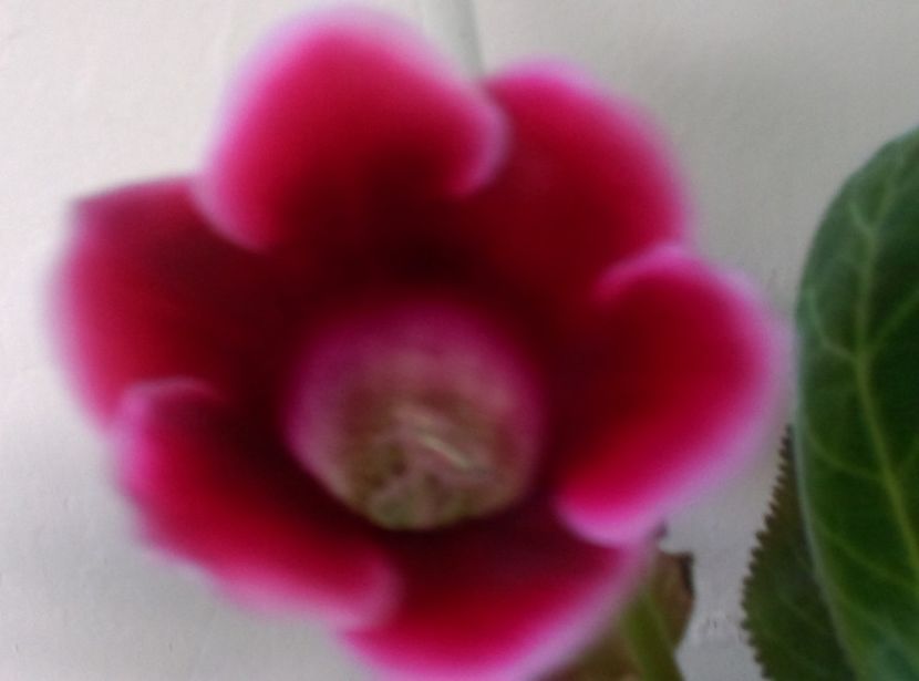  - plantele mele de la serviciu 2014 2018