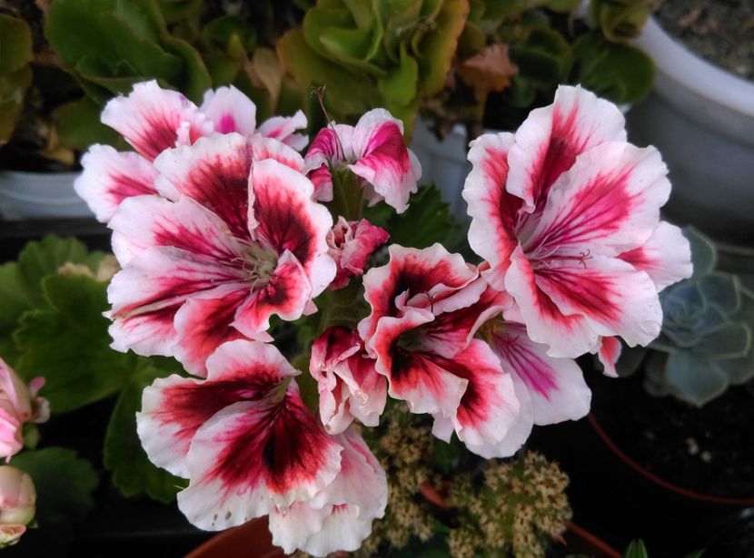  - plantele mele de la serviciu 2014 2018