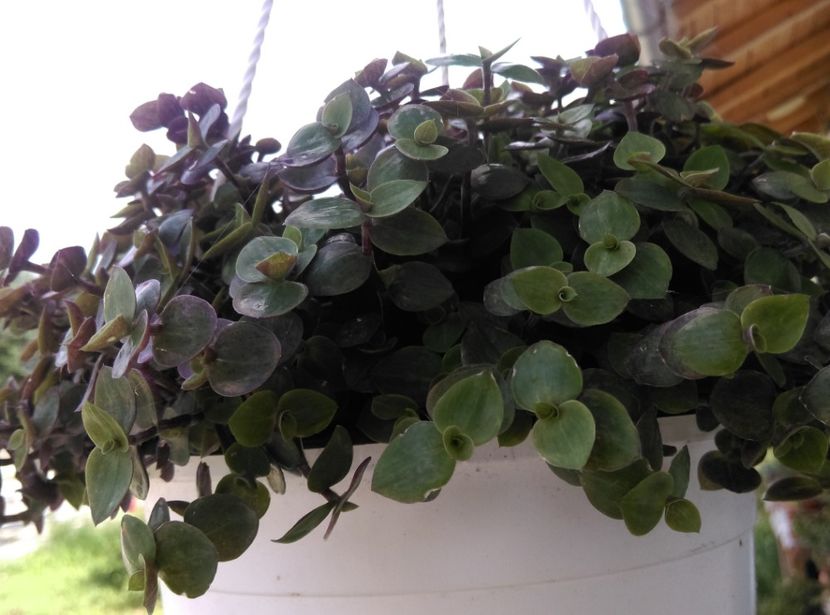  - plantele mele de la serviciu 2014 2018