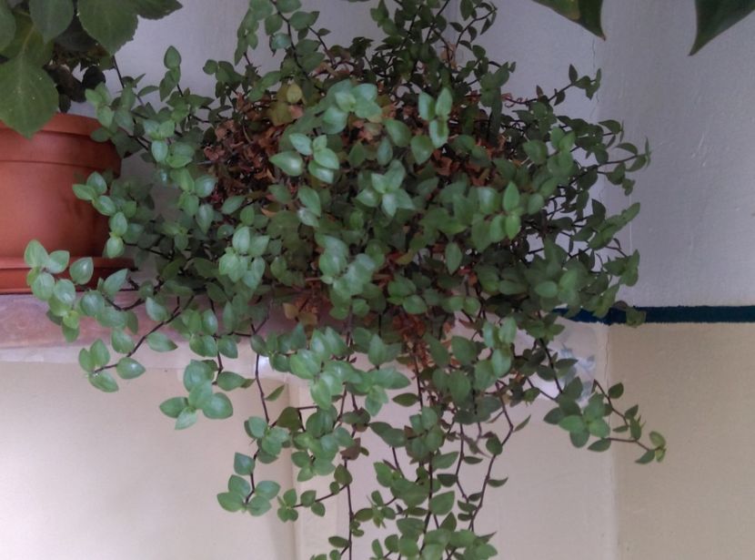  - plantele mele de la serviciu 2014 2018