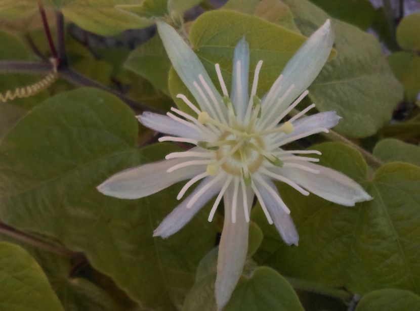  - plantele mele de la serviciu 2014 2018