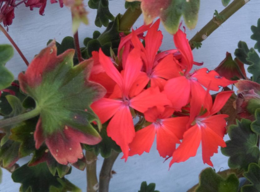  - plantele mele de la serviciu 2014 2018