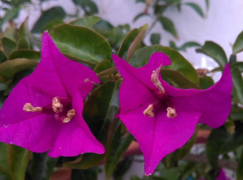  - plantele mele de la serviciu 2014 2018