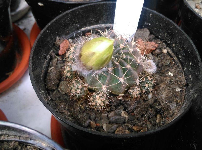  - Cactusi si suculente 2018
