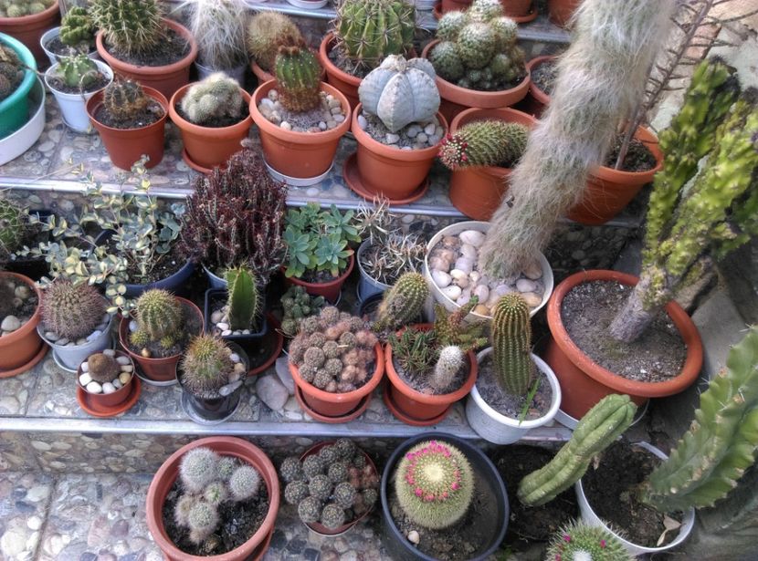  - Cactusi si suculente 2018