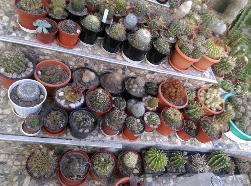  - Cactusi si suculente 2018
