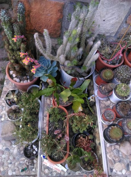  - Cactusi si suculente 2018