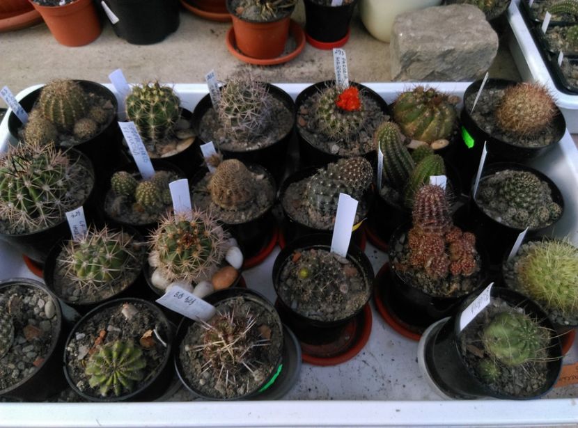  - Cactusi si suculente 2018