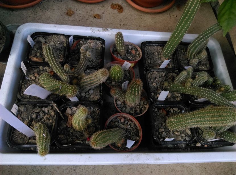  - Cactusi si suculente 2018
