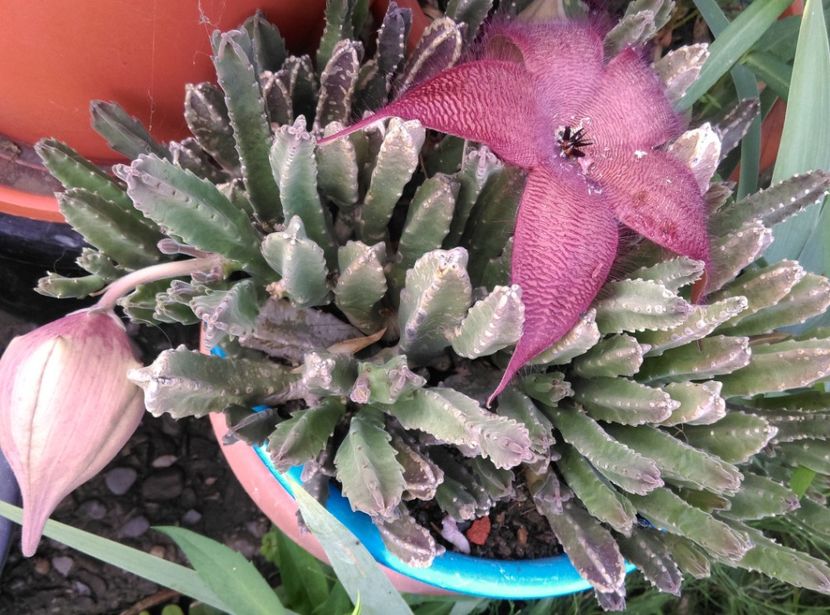  - Cactusi si suculente 2018