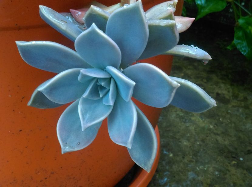  - Cactusi si suculente 2018