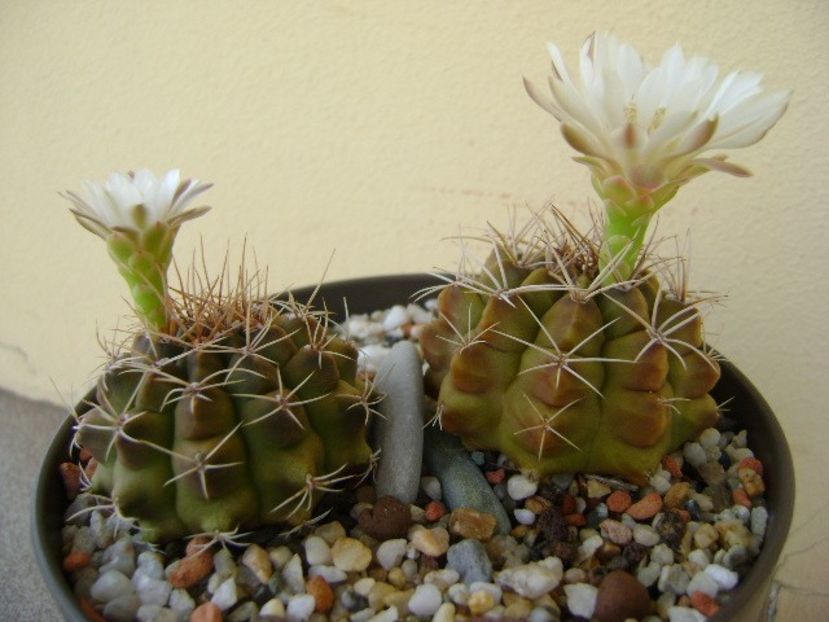 Gymnocalycium damsii v. tucavocense, 2 ex. - Cactusi 2018 Gymnocalycium