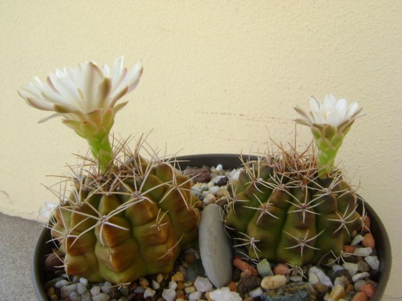 Gymnocalycium damsii v. tucavocense, 2 ex. - Cactusi 2018 Gymnocalycium
