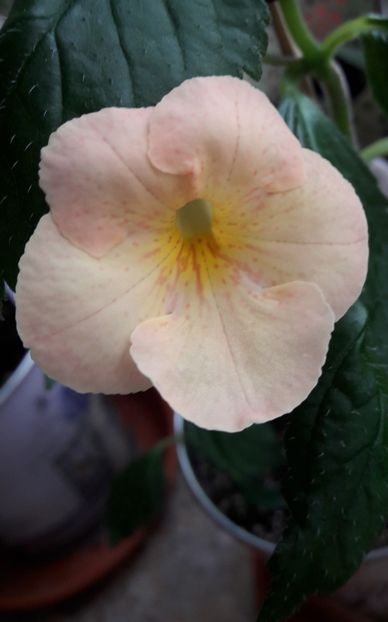 Ziua 2-a - Icy Melon