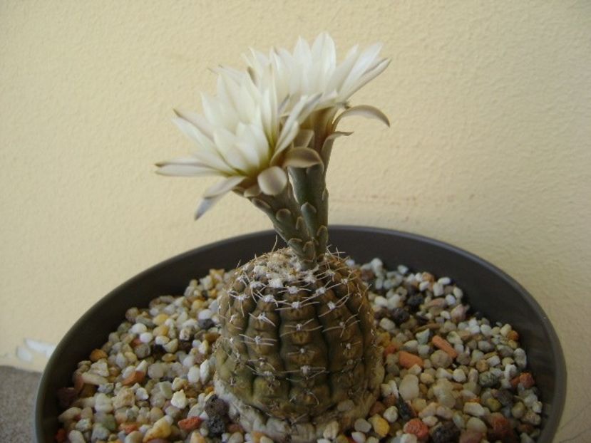 Gymnocalycium ragonesei - Cactusi 2018 Gymnocalycium