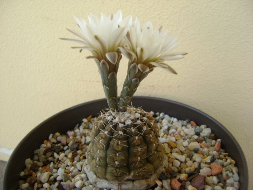 Gymnocalycium ragonesei - Cactusi 2018 Gymnocalycium