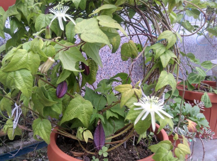  - Passiflora 2018