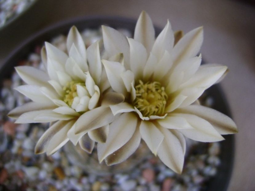 Gymnocalycium ragonesei - Cactusi 2018 Gymnocalycium