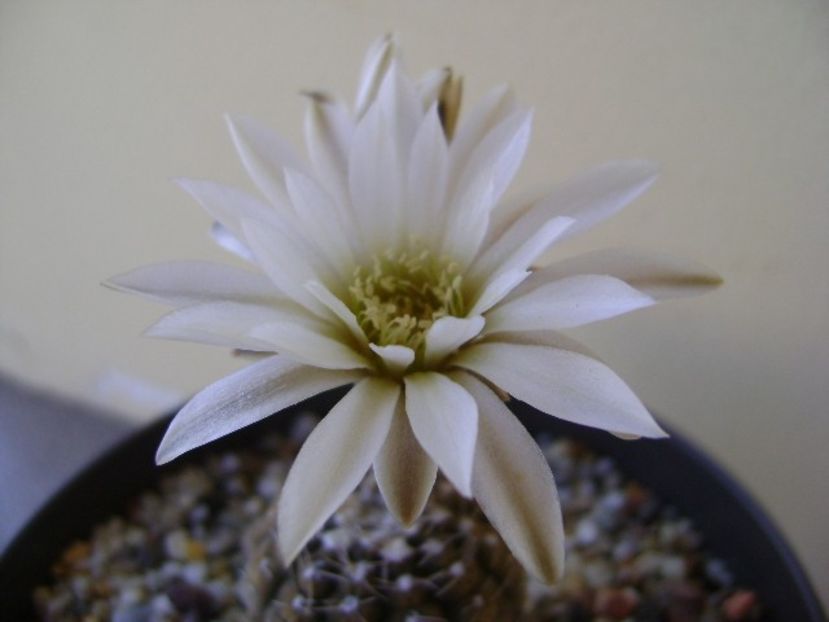 Gymnocalycium ragonesei - Cactusi 2018 Gymnocalycium
