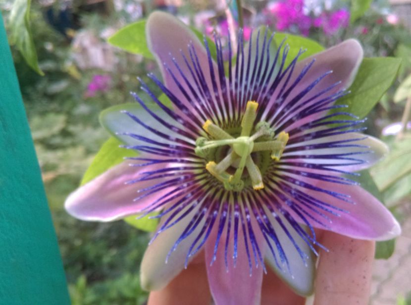  - Passiflora 2018