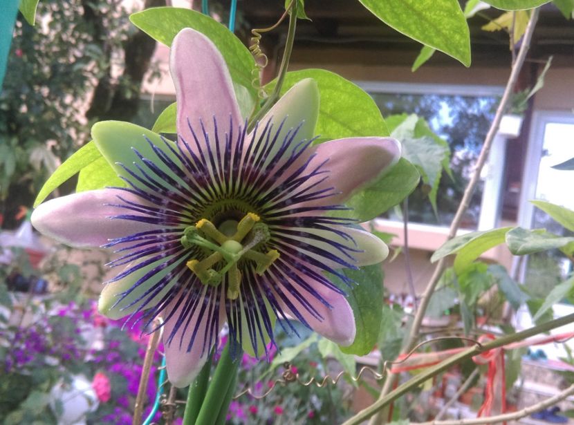  - Passiflora 2018