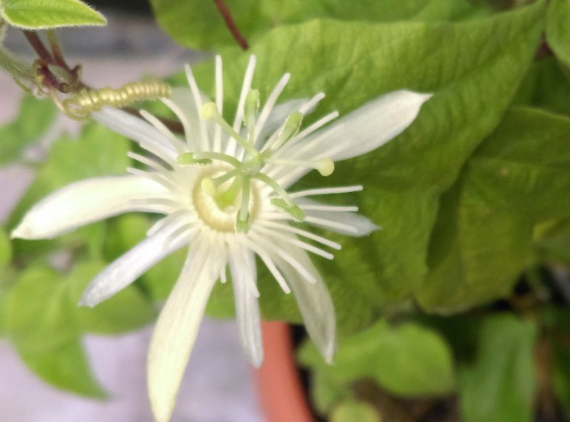  - Passiflora 2018