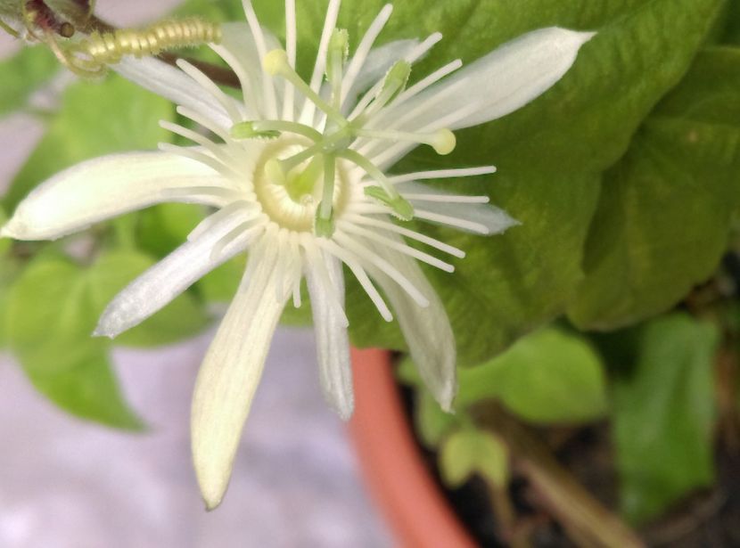  - Passiflora 2018