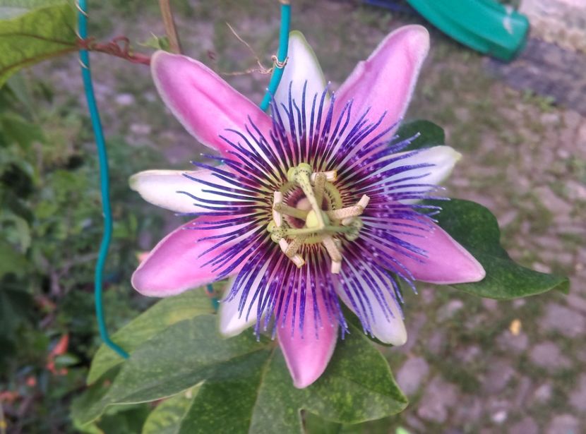  - Passiflora 2018