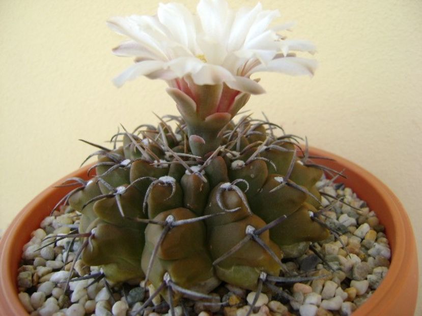 Gymnocalycium vatteri - Cactusi 2018 Gymnocalycium
