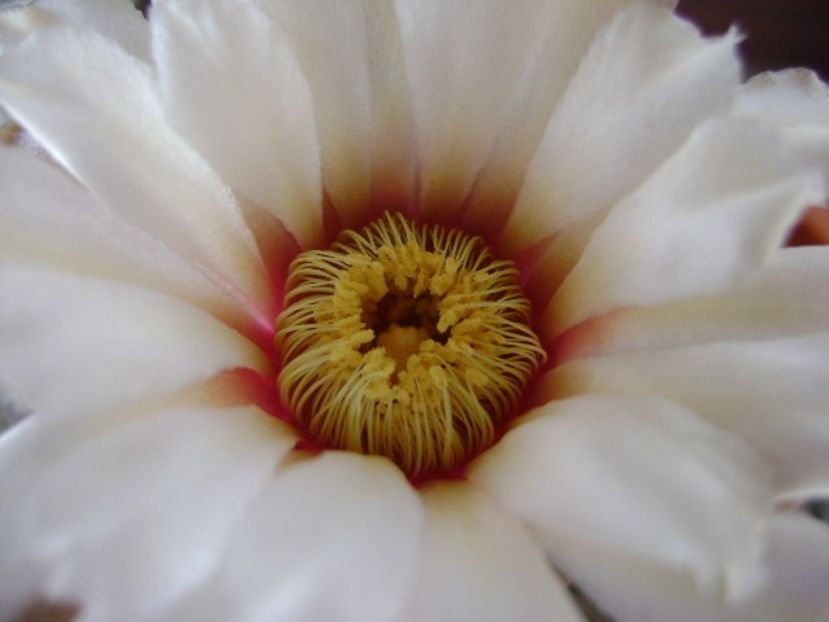 Gymnocalycium vatteri - Cactusi 2018 Gymnocalycium