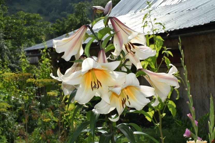  - Crini asiatici si orientali 2018