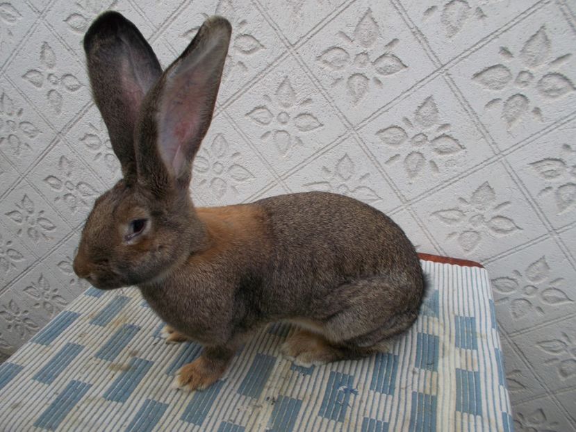  - NR 2 FEMELA 96-5 CAMPION