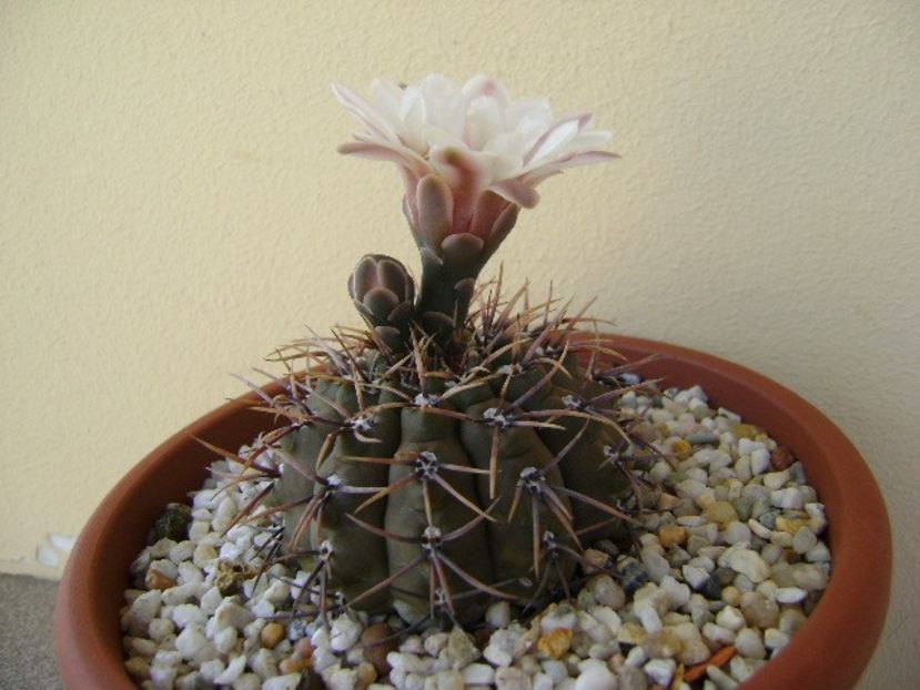 Gymnocalycium ochoterenae v. cinereum - Cactusi 2018 Gymnocalycium