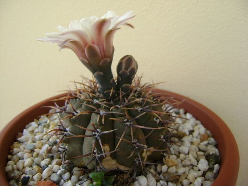 Gymnocalycium ochoterenae v. cinereum - Cactusi 2018 Gymnocalycium