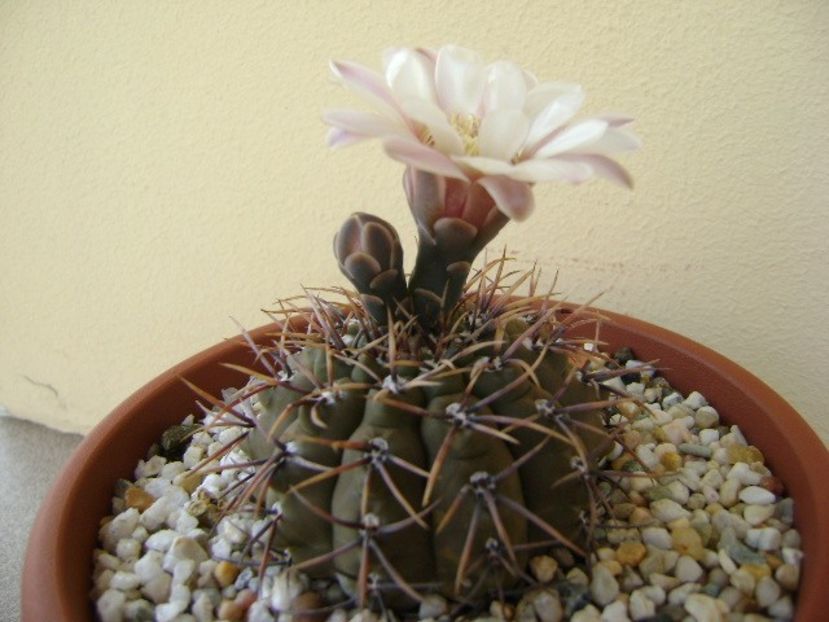 Gymnocalycium ochoterenae v. cinereum - Cactusi 2018 Gymnocalycium