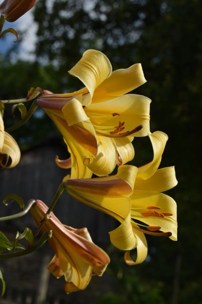  - Crini asiatici si orientali 2018