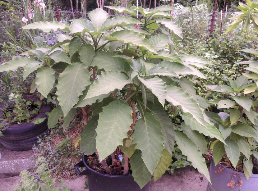 18 iulie 2018 - Brugmansia