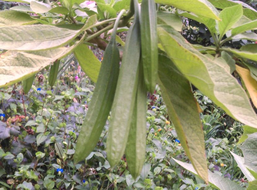 19 iulie 2018 - Brugmansia