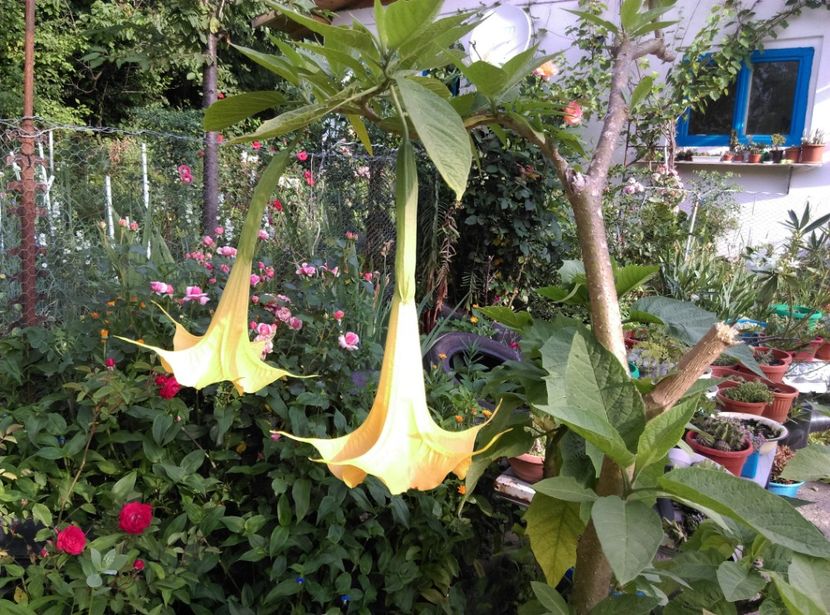 15 iunie 2018 - Brugmansia