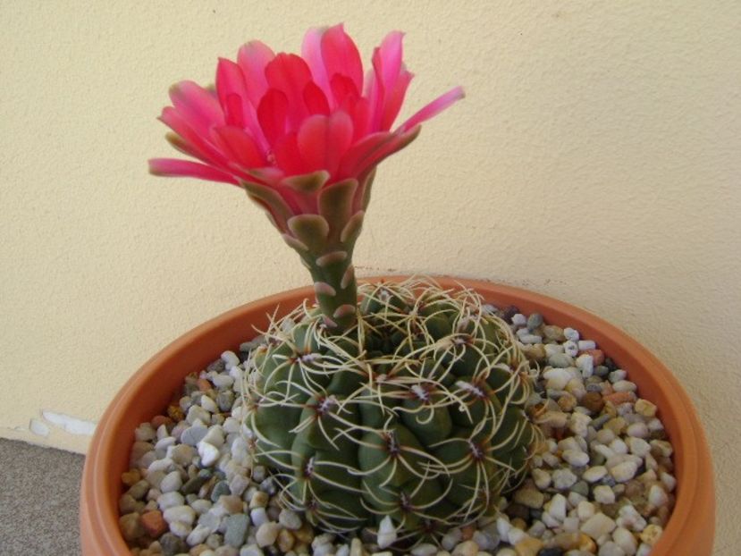 Gymnocalycium baldianum - Cactusi 2018 Gymnocalycium