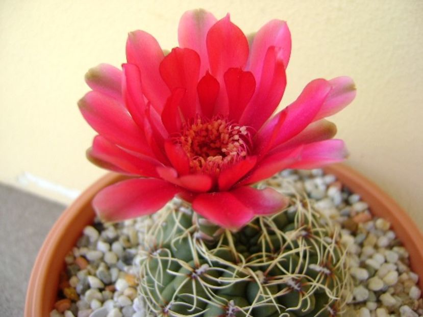 Gymnocalycium baldianum - Cactusi 2018 Gymnocalycium