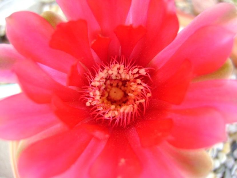 Gymnocalycium baldianum - Cactusi 2018 Gymnocalycium